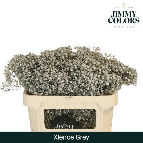 Gypsophila overig kleurbehandeld H%