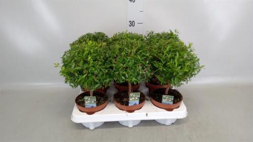 Myrtus communis