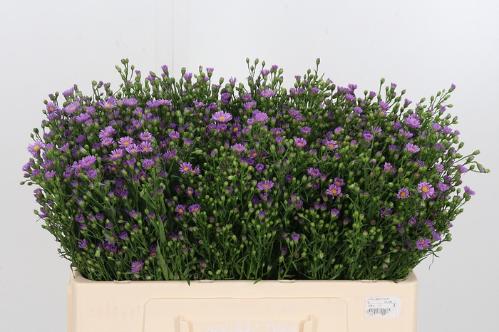 Aster Novi-belgii Grp Casarosa