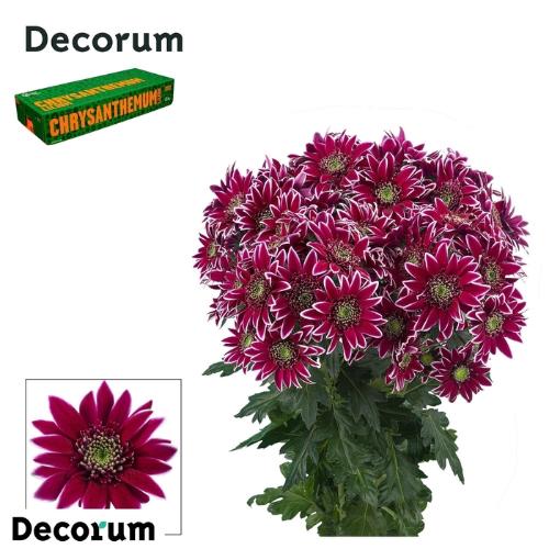 Chrysanthemum (Indicum Grp) tros Bolte