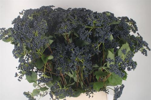 Viburnum dentatum per tak 'Blueberry Hill'