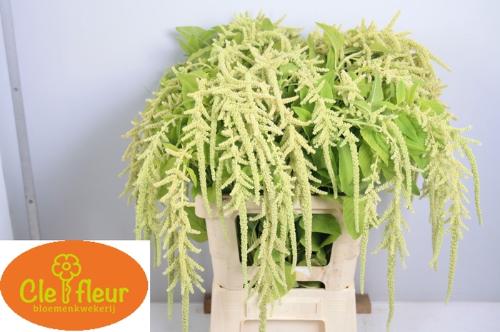 Amaranthus caudatus 'Viridis'