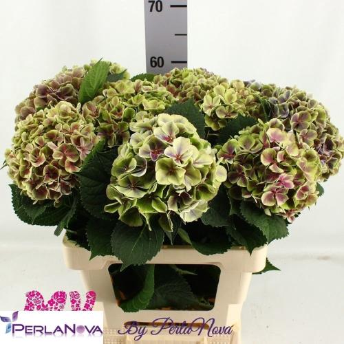 Hydrangea macrophylla My Beautiful Rio (classic)