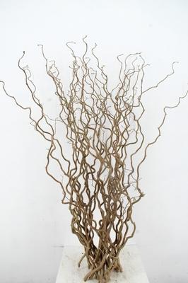 Corylus avellana 'Contorta'