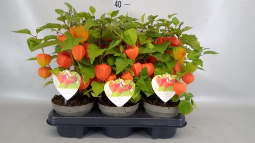 Physalis alkekengi