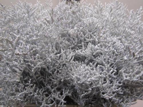 Limonium overig kleurbehandeld H%