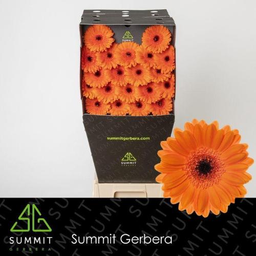 Gerbera mini 'Bison'