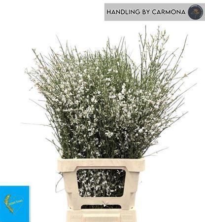 Genista overig wit per bos