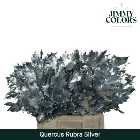 Quercus rubra kleurbehandeld H%