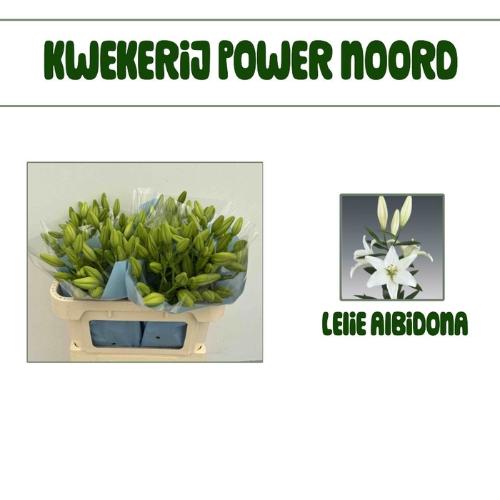 Lilium Longiflorum x Aziatische Grp 'Albidona'