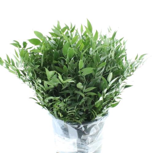 Ruscus aculeatus per bos