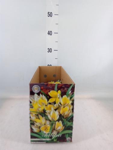Tulipa (bol)