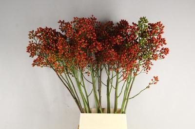 Rosa Magical Orange Pride