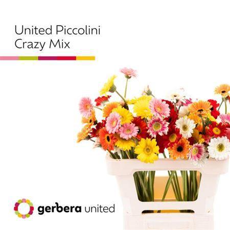 Gerbera mini Piccolini gemengd in fust
