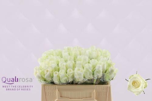 Rosa grootbloemig Countdown!