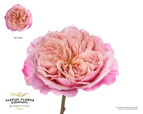 Rosa grootbloemig overig