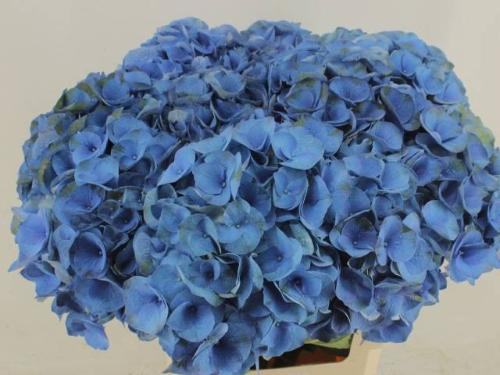 Hydrangea macrophylla Royal Crown (blauw)