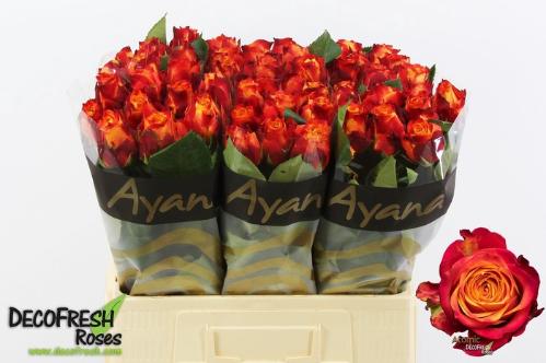 Rosa grootbloemig Atomic