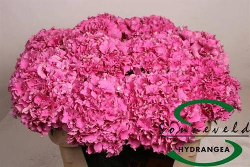 Hydrangea macrophylla Royal Parade