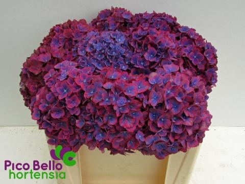 Hydrangea macrophylla 'Amber'