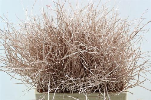 Vaccinium kleurbehandeld H%