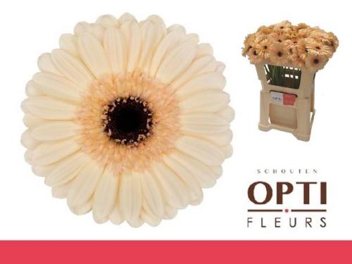 Gerbera mini 'Mindset'