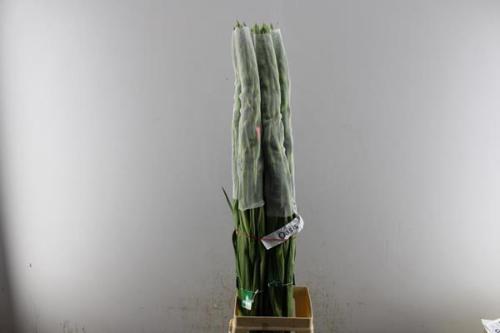 Gladiolus grootbloemig 'Oasis'