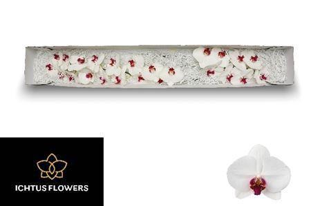 Phalaenopsis per bloem Red Lips