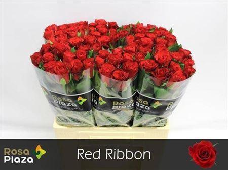 Rosa grootbloemig Red Ribbon