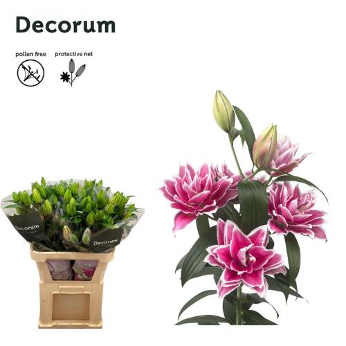 Lilium Oriental dubbel Grp Roselily Samantha