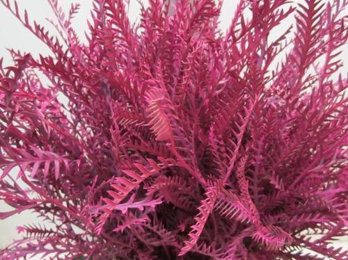 Decoratiegroen kleurbehandeld H%