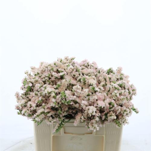 Limonium sinuatum Apricot Sun Birds