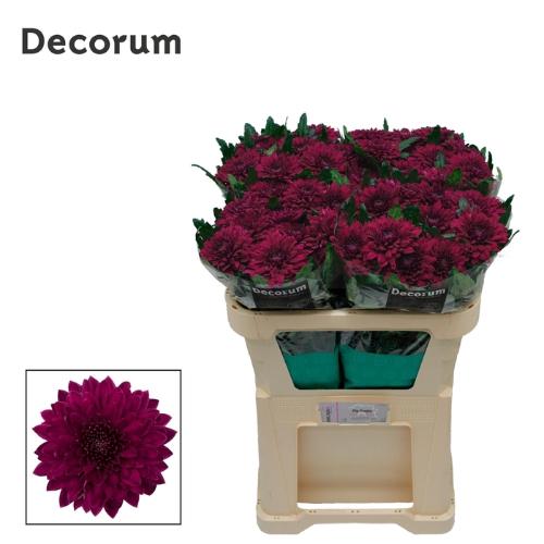 Chrysanthemum Indicum Grp geplozen Pip Purple