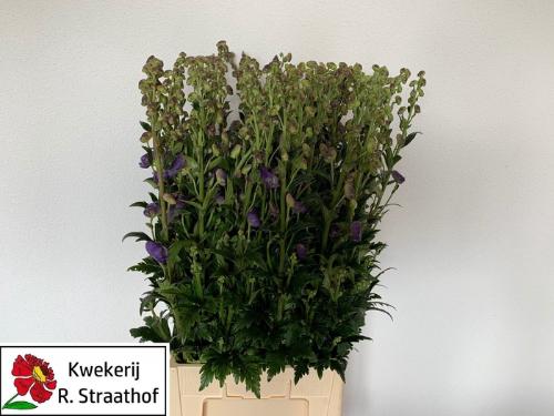 Aconitum carmichaelii 'Arendsii'