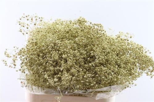Gypsophila overig kleurbehandeld H%