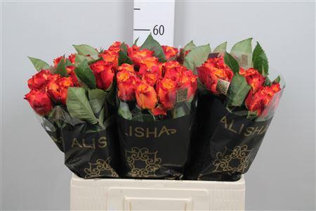 Rosa grootbloemig Atomic