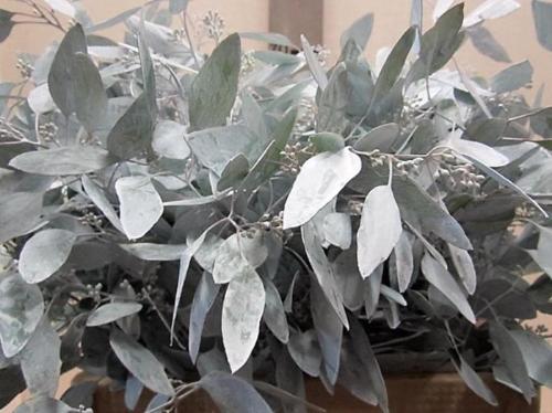 Eucalyptus kleurbehandeld per bos H%