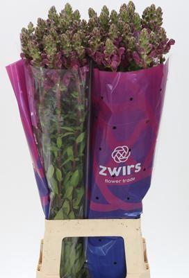 Antirrhinum majus 'Potomac Crimson'