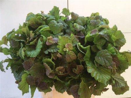 Corylus avellana 'Aurea'