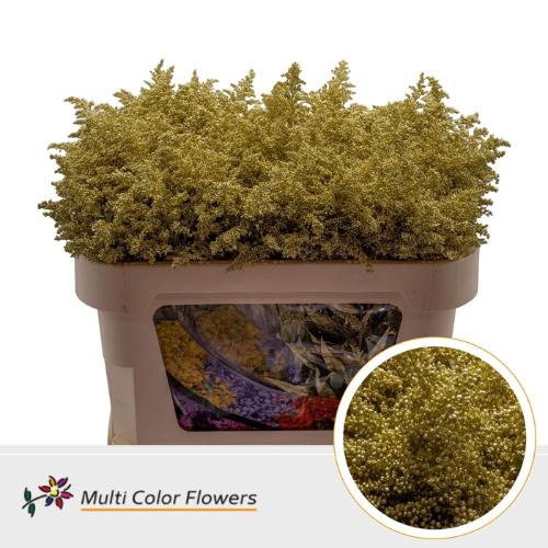 Solidago kleurbehandeld H%