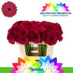 2186b97b-9cc8-4088-9649-0b3fe1de6fdb.jpg