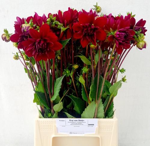 Dahlia 'Arabian Night'