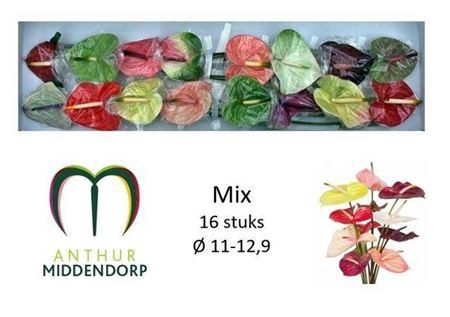 Anthurium Andreanum Grp gemengd