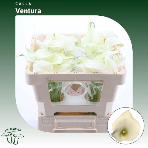 Zantedeschia 'Captain Ventura'