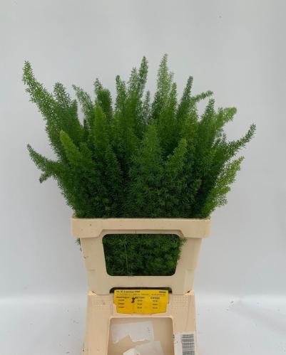 Asparagus densiflorus 'Meyers'
