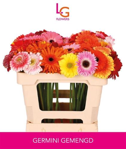 Gerbera mini gemengd