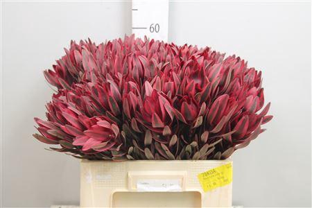 Leucadendron 'Jester'