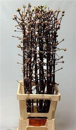 Viburnum bodnantense 'Charles Lamont'