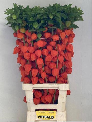 Physalis alkekengi lampion (tak)