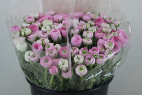 Ranunculus asiaticus 'Elegance Pink'